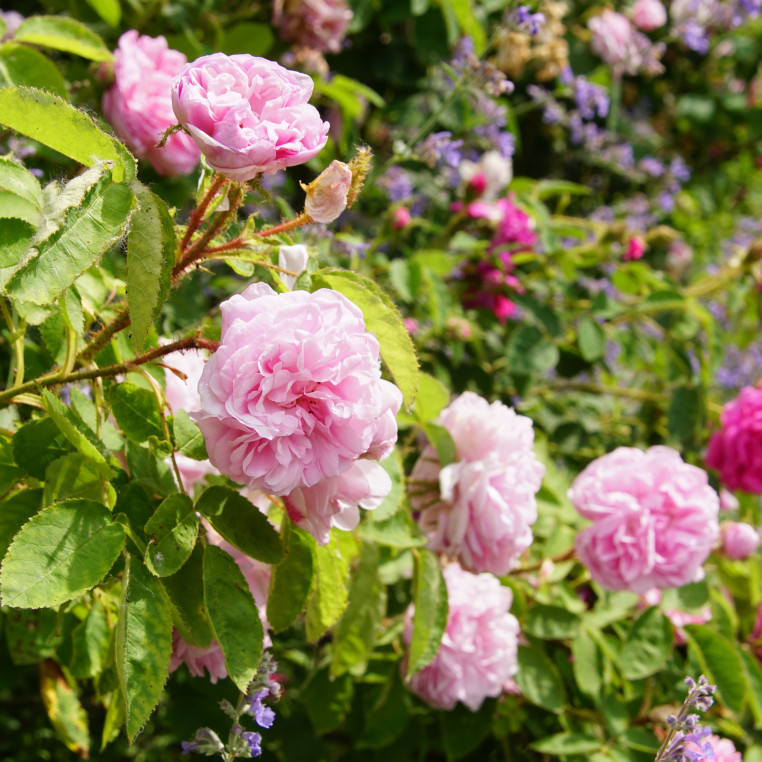 Rosier Ancien - Salet - ©Roses Guillot®