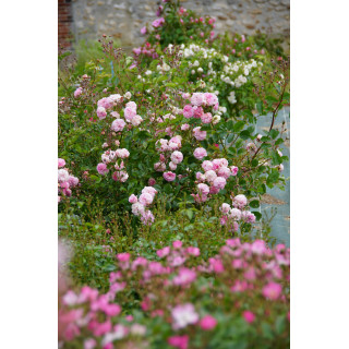 Rosier ancien - Pink Prosperity - ©Roses Guillot®