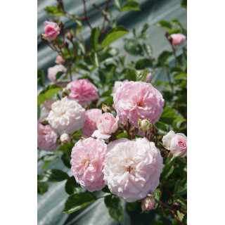 Rosier ancien - Pink Prosperity - ©Roses Guillot®