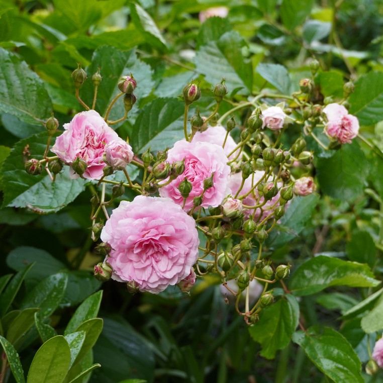 Rosier ancien - Pink Prosperity - ©Roses Guillot®