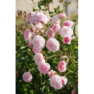 Rosier ancien - Pink Prosperity - ©Roses Guillot®