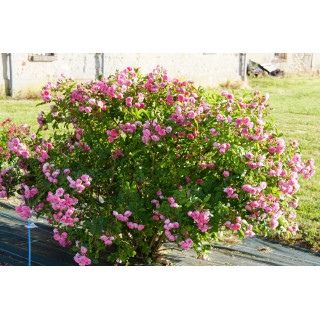 Rosier ancien - Pink Grootendorst - ©Roses Guillot®