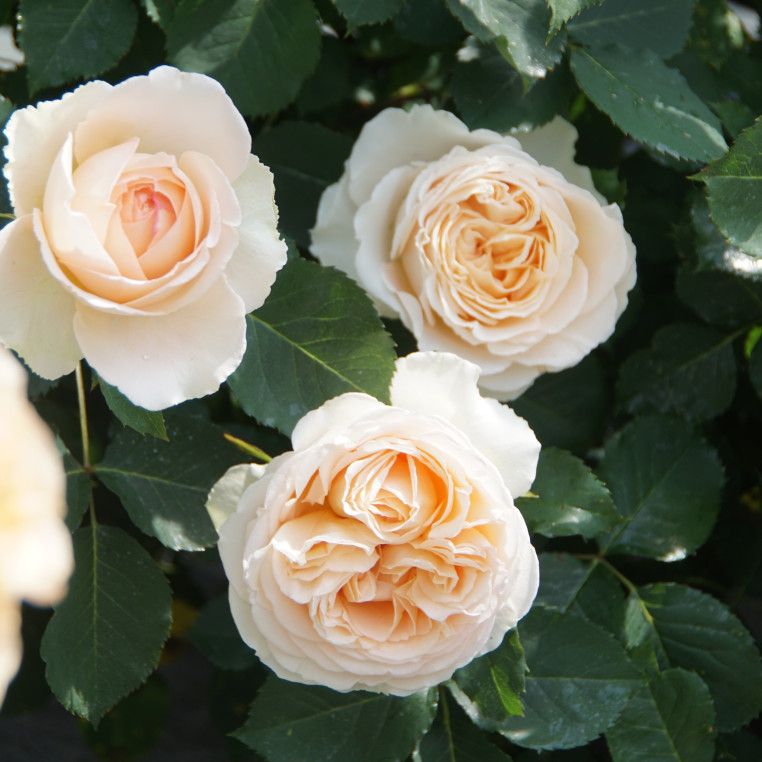 Rosier Générosa® - Odile Masquelier - ©Roses Guillot®