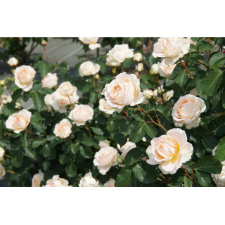 Rosier Générosa® - Odile Masquelier - ©Roses Guillot®