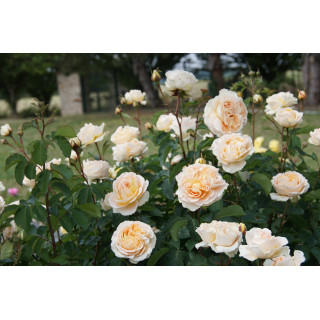 Rosier Générosa® - Odile Masquelier - ©Roses Guillot®
