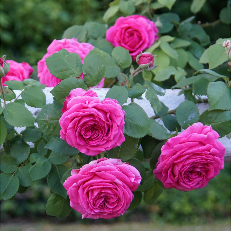 Rosier grimpant ancien - Mme Isaac Péreire - ©Roses Guillot®