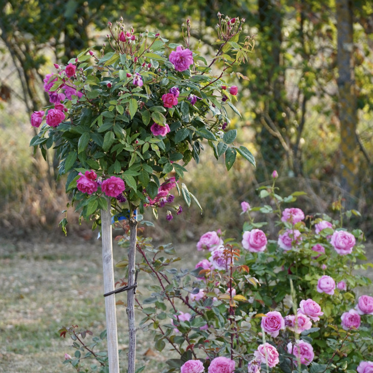 Demitasse® tige - ©Roses Guillot®