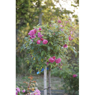 Demitasse® tige - ©Roses Guillot®