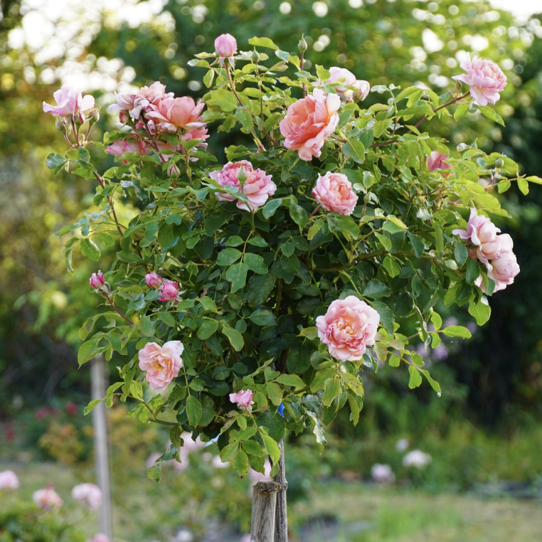 Chantal Ladesou® - Terre des Roses Guillot