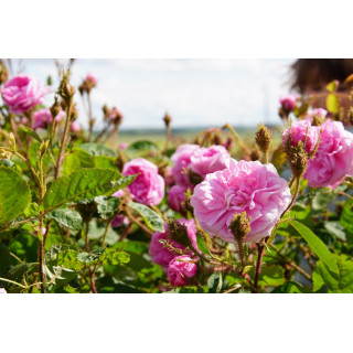 Rosier Ancien Guillot® - Joséphine de Beauharnais - ©Roses Guillot®