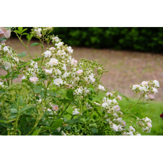 Mignonette - Rosier Ancien - ©Roses Guillot®