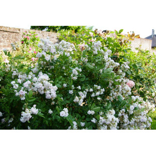 Mignonette - Rosier Ancien - ©Roses Guillot®