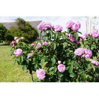 Rosier ancien Guillot - Parmentier - ©Roses Guillot®