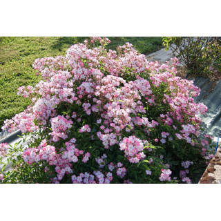 Rosier Ancien - Ballérina - ©Roses Guillot®