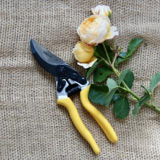 Coffret cadeau - ©Roses Guillot®