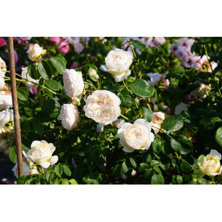 Rose Valland® gpt - ©Roses Valland®