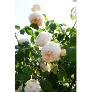 Rose Valland® gpt - ©Roses Valland®