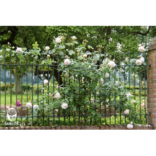 Rose Valland® gpt - ©Roses Valland®