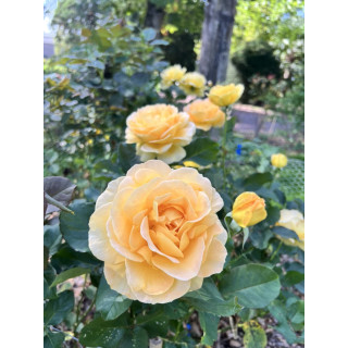Rosier Terre des Roses® - Honey Bouquet® - ©Roses Guillot®