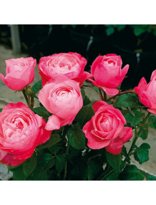 Rosier Guillot® Générosa® - Roses Bruno Perpoint®