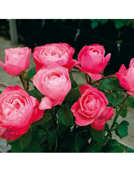Rosier Guillot® Générosa® - Roses Bruno Perpoint®
