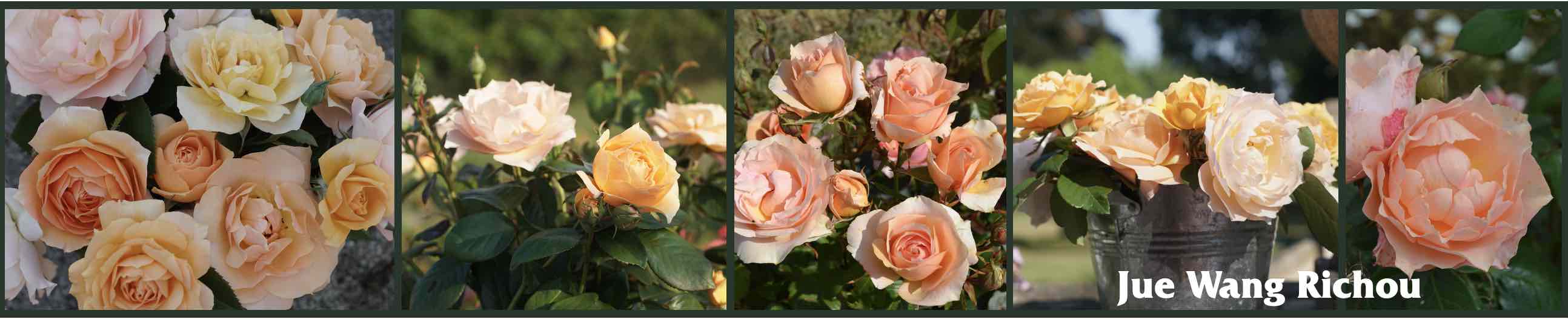Rose Jue Wang-Richou - Donner son nom a une rose - Guillot®