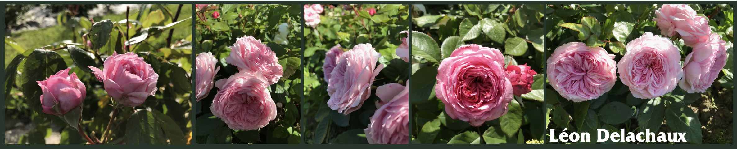 Rose Léon Delachaux - Donner son nom a une rose - Guillot®