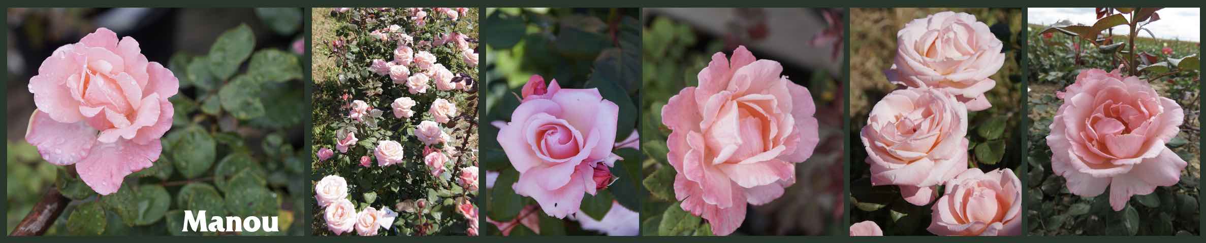 Rose Manou - Donner son nom a une rose - Guillot®
