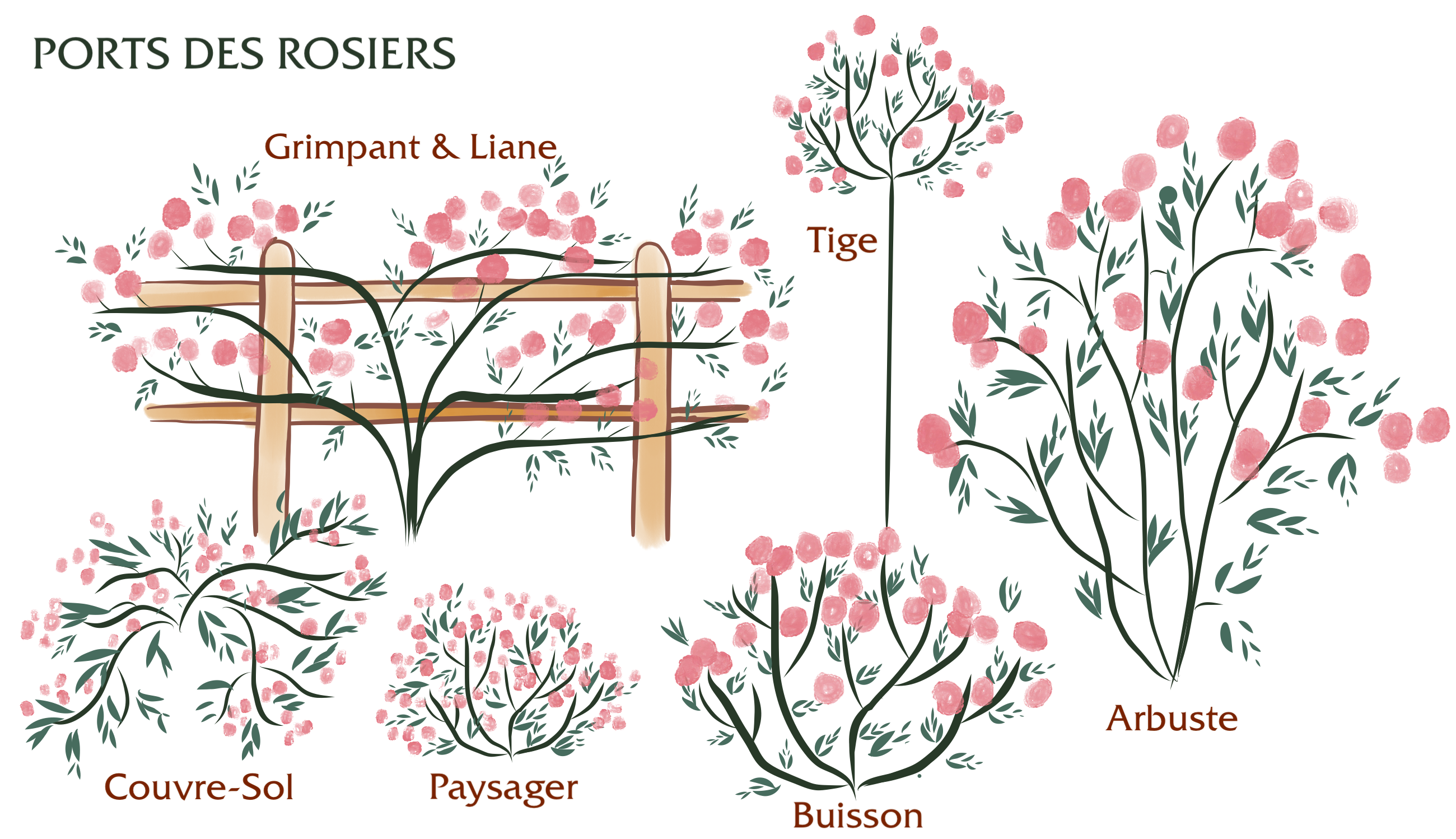 Ports des rosiers